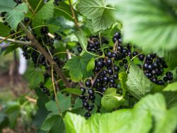 Schwarze Johannisbeere `Rosenthals Langtraubige`