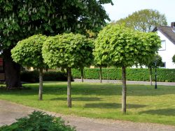 Ahorn als Kugelbaum