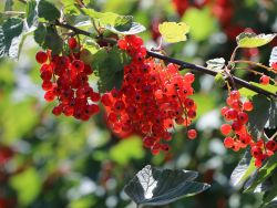 Rote Johannisbeere `Jonkheer van Tets`