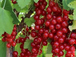 Rote Johannisbeere 'Rolan' - Ribes rubrum 'Rolan'