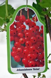 Rote Johannisbeere `Rolan`, Ribes rubrum `Rolan`