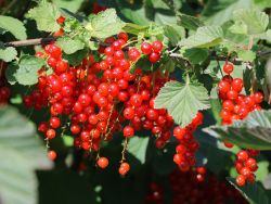 Rote Johannisbeere `Rosetta`, Ribes rubrum `Rosetta`