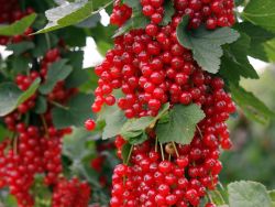 Rote Johannisbeere `Rovada`, Ribes rubrum `Rovada`
