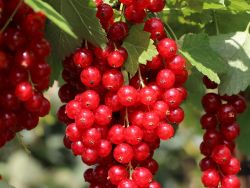 Rote Johannisbeere `Stanza`, Ribes rubrum `Stanza`