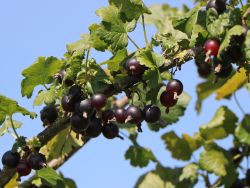 Jostabeere / Jochelbeere - Ribes 'Jostabeere'