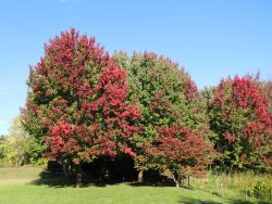 Rot-Ahorn - Acer rubrum