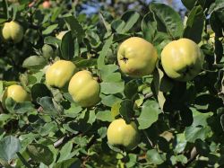 Quitte `Apfelquitte`, Stamm 40-60 cm, 120-160 cm, Cydonia `Apfelquitte` Quitte `Apfelquitte`, Stamm 40-60 cm, 120-160 cm, Cydonia `Apfelquitte`