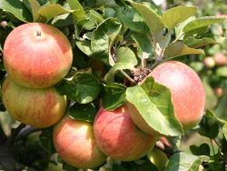 Herbstapfel 'Alkmene' - Malus 'Alkmene'