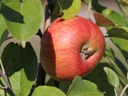 Winterapfel `Altländer Pfannkuchenapfel`