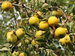 Winterapfel `Ananasrenette`, Stamm 40-60 cm, 120-160 cm, Malus `Ananasrenette`