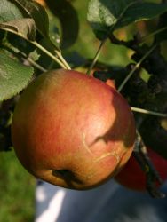 Winterapfel `Bonza`, Malus `Bonza` Winterapfel `Bonza`, Malus `Bonza`