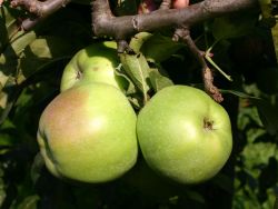 Winterapfel `Brettacher Gew�rzapfel`, Stamm 40-60 cm, 120-160 cm, Wurzelware