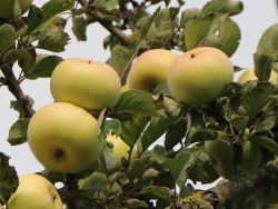 Winterapfel `Champagnerrenette`, Stamm 40-60 cm, 120-160 cm, Wurzelware