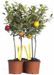 Zwergobst St�mmchen Apfel `Cox Orange`, Stamm 20-30 cm, 50-60 cm, Containerware