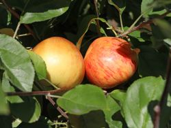 Herbstapfel `D�lmener Rosenapfel`, `D�lmener Herbstrosenapfel`, Stamm 40-60 cm