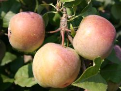 Zwergobst St�mmchen Apfel 'Fuji' - Malus 'Fuji'