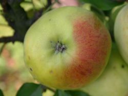 Winterapfel `Geheimrat Breuhahn`, Stamm 40-60 cm, 120-160 cm, Wurzelware