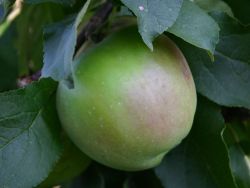 Herbstapfel `Gehrers Rambur`, Stamm 40-60 cm, 120-160 cm, Malus `Gehrers Rambur`