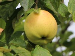 Winterapfel `Gelber Bellefleur`, `Blumenkalvill`, Stamm 40-60 cm, 120-160 cm