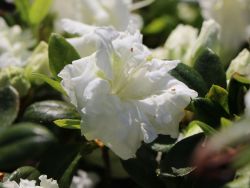 Japanische Azalee `Eisprinzessin` ®