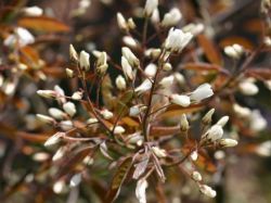 Felsenbirne - Wei�e Bl�ten - Bl�hender Zierstrauch f�r den Garten