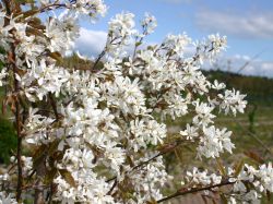 Kahle Felsenbirne - Wei� bl�hendes Ziergeh�lz f�r die Gartenanlage