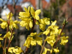 Baumschule Horstmann: Zwerg-Goldglöckchen / Forsythia Boucle dOr ® auf Stamm, Stamm 80 cm