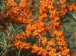 Sanddorn weiblich 'Askola' (S) - Hippophae rhamnoides 'Askola' (S)