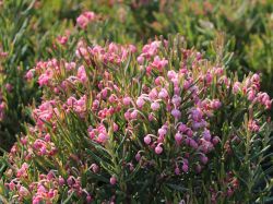Lavendelheide (echte) / Behaarte Rosmarinheide - Andromeda glaucophylla