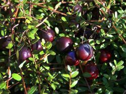 Cranberry / Moosbeere `Pilgrim`, 30-40 cm, Vaccinium macrocarpon `Pilgrim`