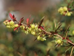 Immergr�ne Lanzen-Berberitze 'Klugowski' - Berberis gagnepainii 'Klugowski'