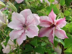 Clematis `Pink Fantasy`, 60-100 cm, Clematis `Pink Fantasy`, Containerware