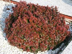 Rote Zwergberberitze / kleine Blutberberitze, 15-20 cm, Containerware