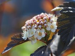 Dunkelrote Blasenspiere 'Diabolo'  � - Physocarpus opulifolius 'Diabolo'  �