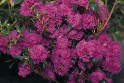 Baumschule Horstmann: Rhododendron April Rose, 25-30 cm, Rhododendron dauricum April Rose
