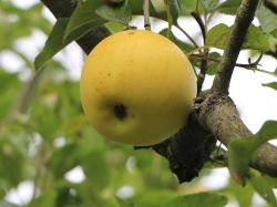 Gelber Edelapfel hier bestellbar Foto Horstmann