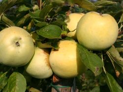 Herbstapfel `Gelber Richard`, `Grand Richard`, Stamm 40-60 cm, 120-160 cm
