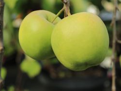 Winterapfel `Golden Delicious`, Stamm 40-60 cm, 120-160 cm, Containerware