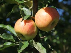Winterapfel `Goldrenette Freiherr von Berlepsch`, Stamm 40-60 cm, 120-160 cm