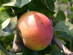 Herbstapfel 'Goldrenette von Blenheim' - Malus 'Goldrenette von Blenheim'