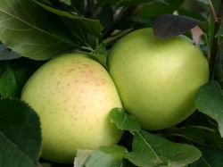 Herbstapfel `Grahams Jubil�umsapfel`, `Royal Jubil�e`, Stamm 40-60 cm