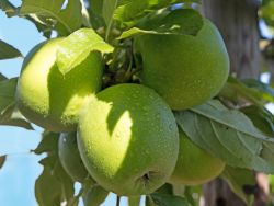 Winterapfel Granny Smith