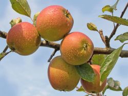 Herbstapfel 'Holsteiner Cox' - Malus 'Holsteiner Cox'
