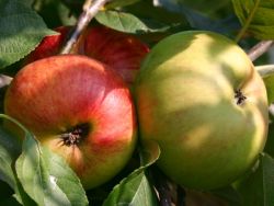 Winterapfel `Ingol`, Stamm 40-60 cm, 120-160 cm, Malus `Ingol`, Wurzelware
