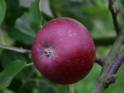 Apfel Ingrid Marie f�r den kleinen Obstgarten bestellen