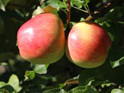 Herbstapfel `Jakob Fischer`, Stamm 40-60 cm, 120-140 cm, Malus `Jakob Fischer`