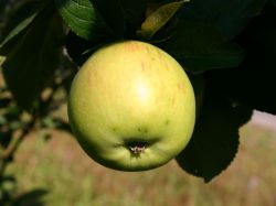Herbstapfel `Jacob Lebel`, Stamm 40-60 cm, 120-160 cm, Malus `Jacob Lebel` Herbstapfel `Jacob Lebel`, Stamm 40-60 cm, 120-160 cm, Malus `Jacob Lebel`