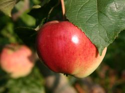 Herbstapfel `Kaiser Alexander`, Stamm 40-60 cm, 120-160 cm, Wurzelware
