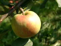 Winterapfel Kaiser Wilhelm
