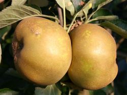 Winterapfel `Kanadarenette`, Stamm 40-60 cm, 120-160 cm, Malus `Kanadarenette`